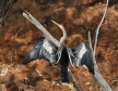 [Anhinga]