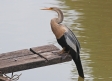 [Anhinga]