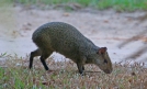 [Azara's Agouti]