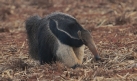 [Giant Anteater]