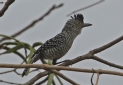 [Barred Antshrike]