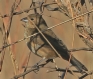 [Blue-black Grassquit]