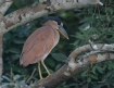 [Boat-billed Heron]