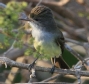 [Brown-crested Flycatcher]