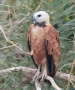 [Black-collared Hawk]