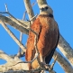 [Black-collared Hawk]