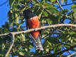 [Blue-crowned Trogon]