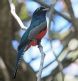 [Blue-crowned Trogon]