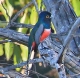 [Blue-crowned Trogon]