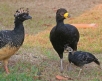 [Bare-faced Currasow]