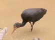[Bare-faced Ibis]