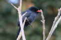 [Black-fronted Nunbird]