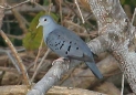 [Blue Ground-Dove]