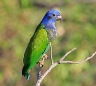[Blue-headed Parrot]