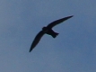 [Biscutate Swift]