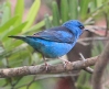 [Blue Dacnis]