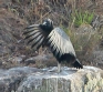 [Black Vulture]