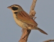 [Black-masked Finch]