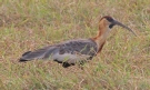 [Buff-necked Ibis]