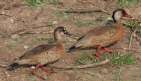 [Brazilian Teal]