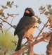 [Black-throated Saltator]
