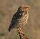 [Burrowing Owl]