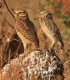 [Burrowing Owl]