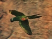 [Blue-winged Macaw]