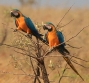 [Blue and Yellow Macaw]