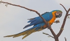 [Blue & Yellow Macaw]