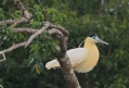 [Capped Heron]