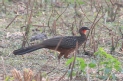 [Chestnut-bellied Guan]