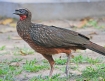 [Chestnut-bellied Guan]