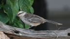 [Chalk-browed Mockingbird]