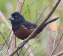 [Chestnut-bellied Seedfinch]