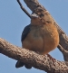 [Coal-crested Finch]