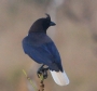 [Curl-crested Jay]