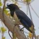 [Curl-crested Jay]