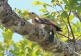 [Cream-colored Woodpecker]