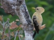 [Cream-colored Woodpecker]