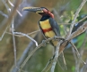 [Chestnut-eared Aracari]