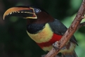 [Chestnut-eared Aracari]