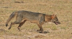 [Crab-eating Fox]