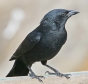[Chopi Blackbird]
