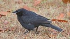 [Chopi Blackbird]