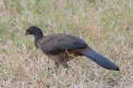 [Chaco Chachalaca]