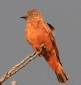 [Cliff Flycatcher]