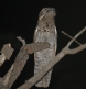 [Common Potoo]