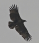 [Crowned Eagle]