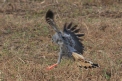 [Crane Hawk]